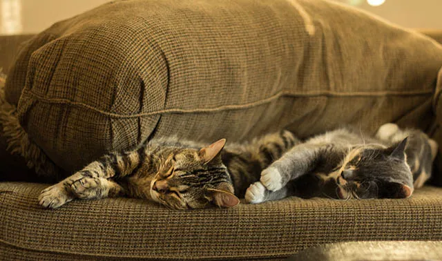 How to Tell if Your Cats Are Getting Along: Vet-Verified Body Language & Socialization Tips