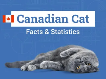 17 Canada Cat Statistics & Facts All Cat Lovers Should Know (2026 Update)