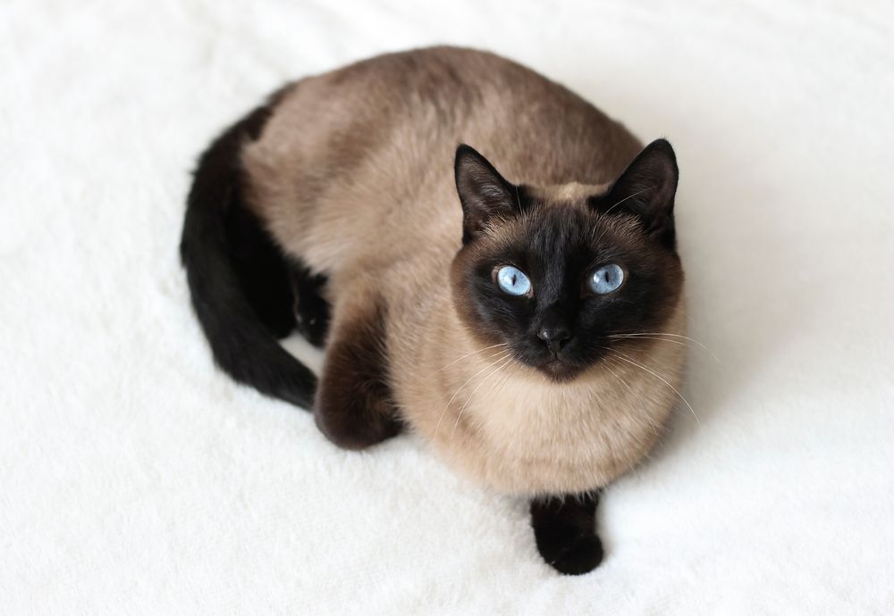 Thai Siamese point cat, with blue eyes, lying on the couch