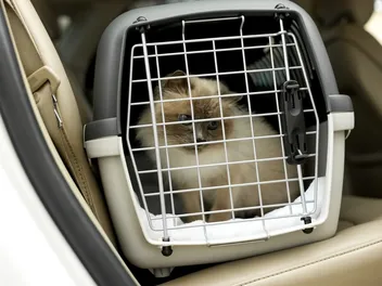 How to Sedate a Cat for Car Travel: 3 Effective Methods & Application Tips