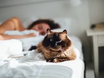 Why Does My Cat Sleep With Me and Not My Husband? 6 Likely Reasons
