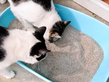 Do Cats Eat Their Own Poop? Vet-Verified Facts & How to Stop It