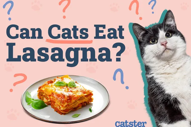 Can Cats Eat Lasagna? Vet-Approved Nutritional Facts