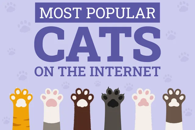The 34 Most Popular Cats on the Internet in 2026