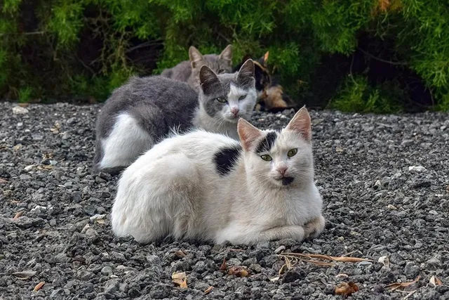 Is It True That All Stray Cats Have Fleas? Vet-Verified Facts & FAQ