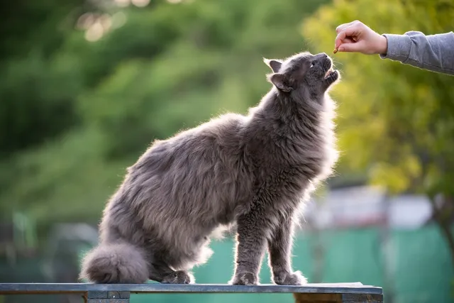 8 Different Types of Cat Treats: Vet-Approved Tips on How to Choose