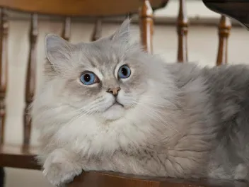 Meet the Cat Lady Who Rescued Buzz the Fuzz From a Hoarder