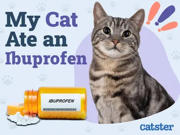 My Cat Ate Ibuprofen: Is it Dangerous & What to Do? (Vet Answer)