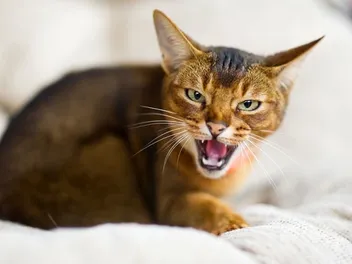 4 Angry Cat Sounds & Vet-Approved Tips on How to Calm Them