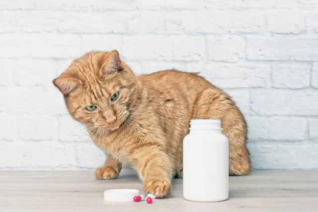 Benadryl For Cats: Our Vet Explains Safety, Dosage & Side Effects