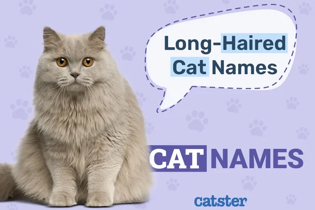 100+ Long-Haired Cat Names: Ideas for Soft & Fluffy Cats