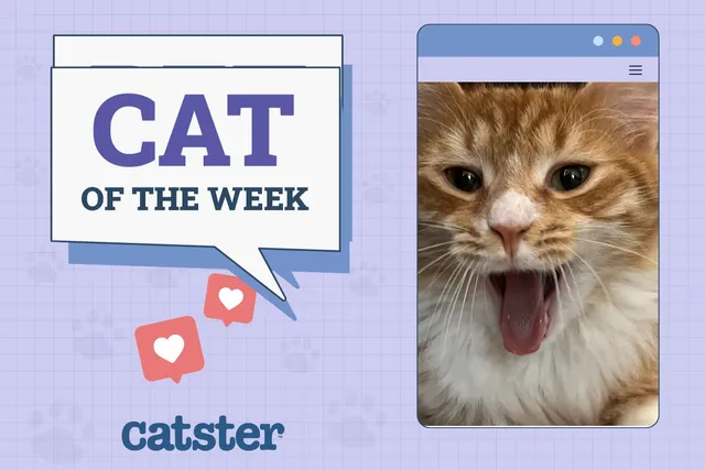 Catster Photo Contest: Cats of the Week Winners (November 13, 2025)
