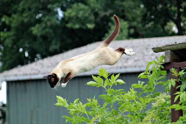 How High Can a House Cat Jump? Highest & Average Jumps