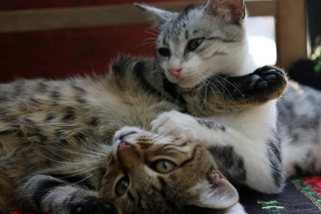 What Are the Pros & Cons of Having Two Cats? Vet Approved Advice
