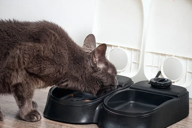 8 DIY Free Automatic Cat Feeders You Can Build Today (With Pictures)