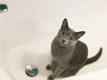 Why Do Cats Like Bathtubs? 9 Possible Reasons (Vet Reviewed)
