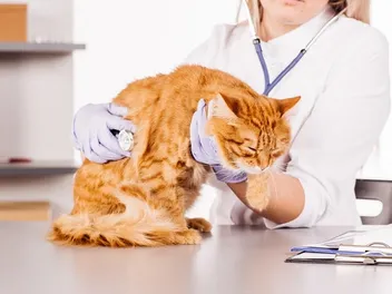 Cat Mammary Cancer: When to Euthanize: Vet-Approved Guide & FAQ