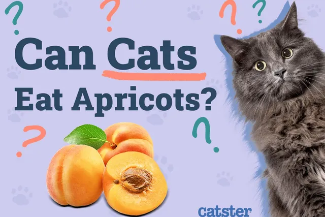 Can Cats Eat Apricots? Vet-Approved Nutritional Facts & Safety Tips