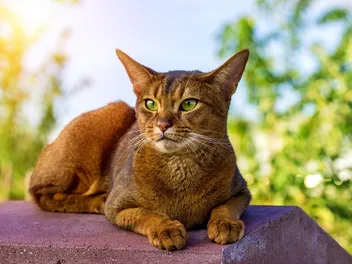 Abyssinian Cat Breed Info: Pictures, Traits & Facts