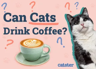 Can Cats Drink Coffee? Vet-Reviewed Risks & Precautions