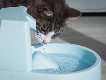 Cat Water Fountains: Vet-Reviewed Pros & Cons
