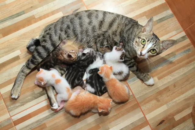 How To Choose A Kitten From a Litter: 6 Vet-Verified Traits To Look For