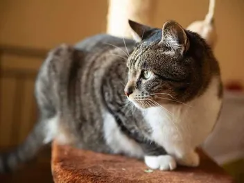 Can Cats Sense When Something Is Wrong? Feline Instincts Facts