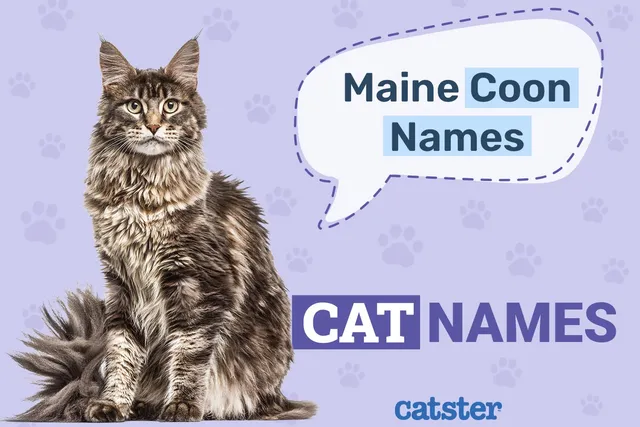 200 Maine Coon Cat Names: Great Ideas for Your Big Cat
