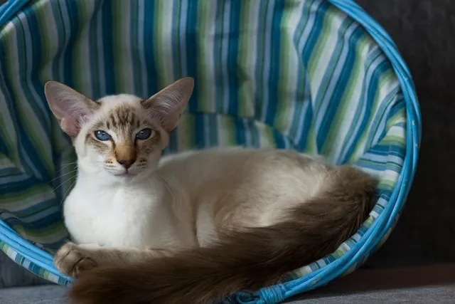 Balinese Cat Breed: Info, Pictures, Traits & Facts