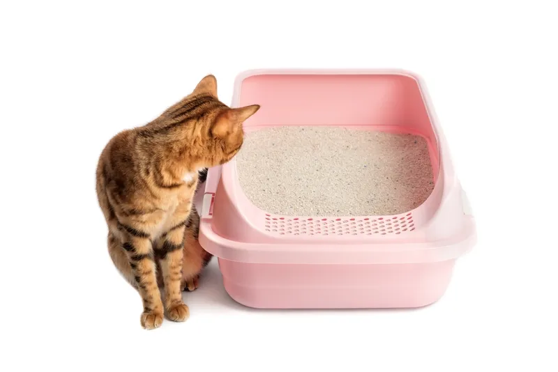 Bengal cat sitting aside of a litter box staring at it
