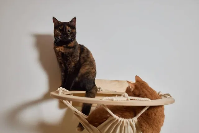 How To Tell Which Cat is Dominant? 5 Vet Approved Signs To Look For