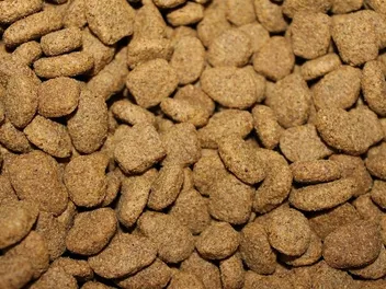 Is Kibble Bad for My Cat? Vet Reviewed Facts & FAQ