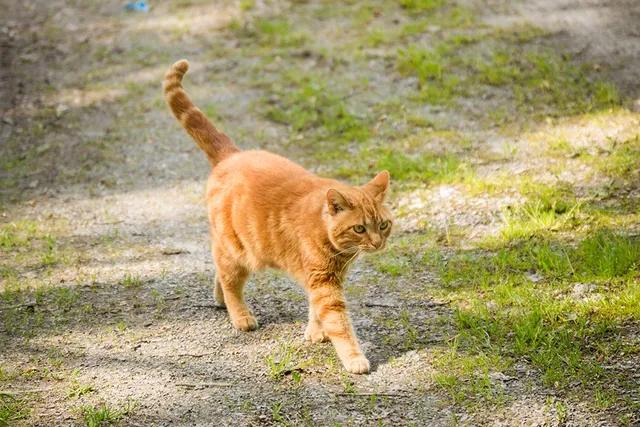 American Polydactyl Cat Breed Info: Pictures, Info, Temperament & Traits