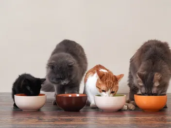 How to Live with Multiple Cats: 9 Vet-Approved Tips