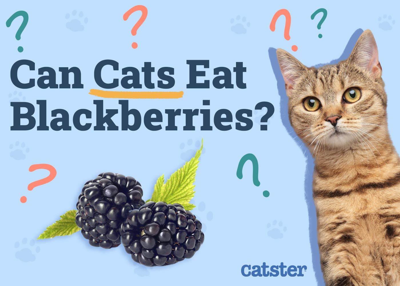Can Cats Eat Blackberries