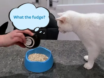 My Cats Try Tofu: A Litter Experiment