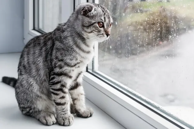 Can a Cat Predict the Weather? Vet-Verified Facts & FAQ