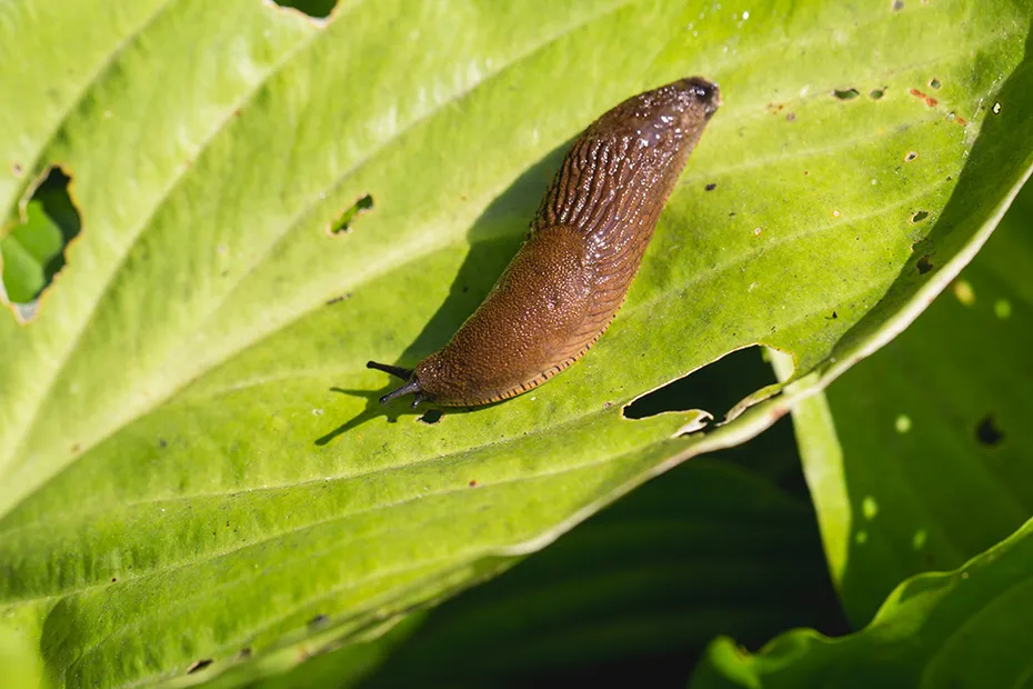 Large Red Slug on the leaf
