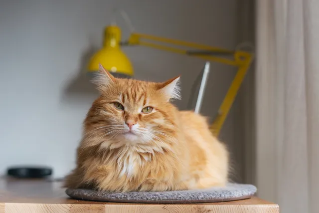 11 Orange Cat Breeds (With Info & Pictures)