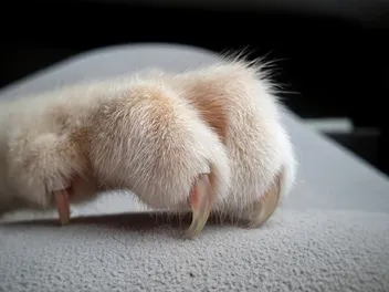 Do All Cats Have Retractable Claws? Vet-Reviewed Science & Info (With Infographic)