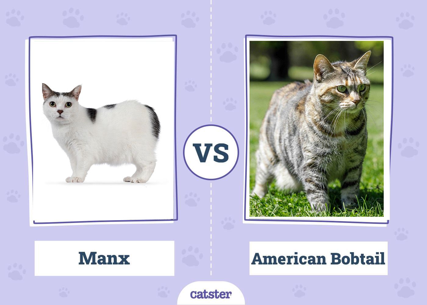 Manx-VS-American-Bobtail 2026