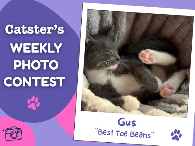 Catster’s Weekly Photo Contest Winners: Best Toe Beans (September 28, 2026)