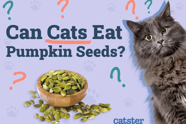 Can Cats Eat Pumpkin Seeds? Vet-Reviewed Nutrition Facts & FAQ