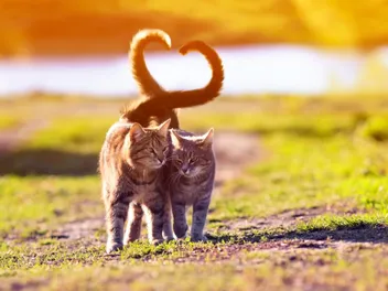 Can a Neutered Male Cat Still Get a Female Pregnant? Vet-Verified Facts