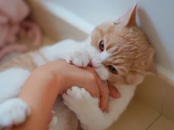 Why Does My Cat Bite Me When I Sleep? Vet-Verified Reasons & How to Stop It
