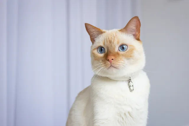 Flame Point Siamese Cat Breed: Vet-Verified Info, Pictures, Care Guide & More