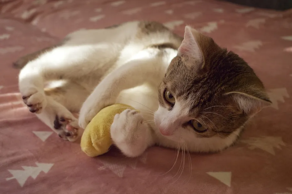 Kitten playing with catnip toy on the floor