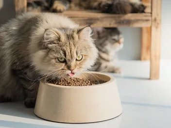 7 Best Cat Foods for Weight Gain (High Calorie) in 2026 - Reviews & Top Picks