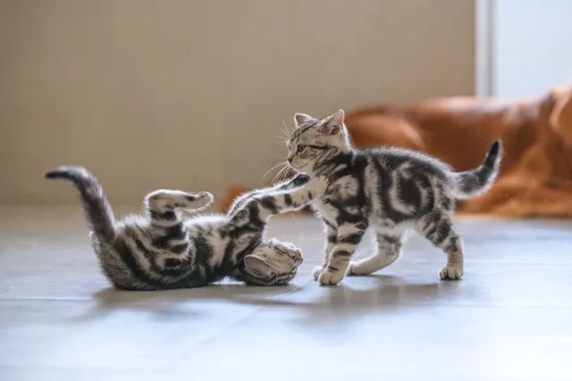 20 Most Playful Cat Breeds (With Info & Pictures)
