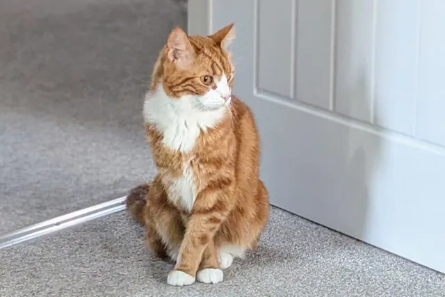 Cute Kitty Quirks: Alex and His Happy Feet